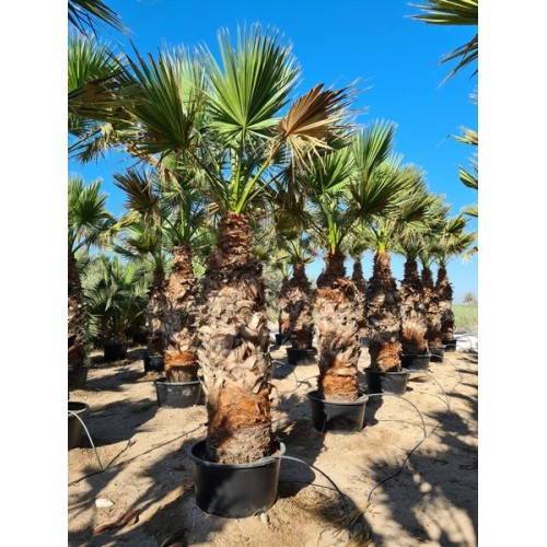 Washingtonia Filifera ST 140/300 -8º/-10º Preguntar Precio